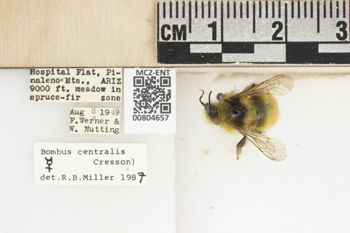Media type: image;   Entomology 804657 Aspect: labels